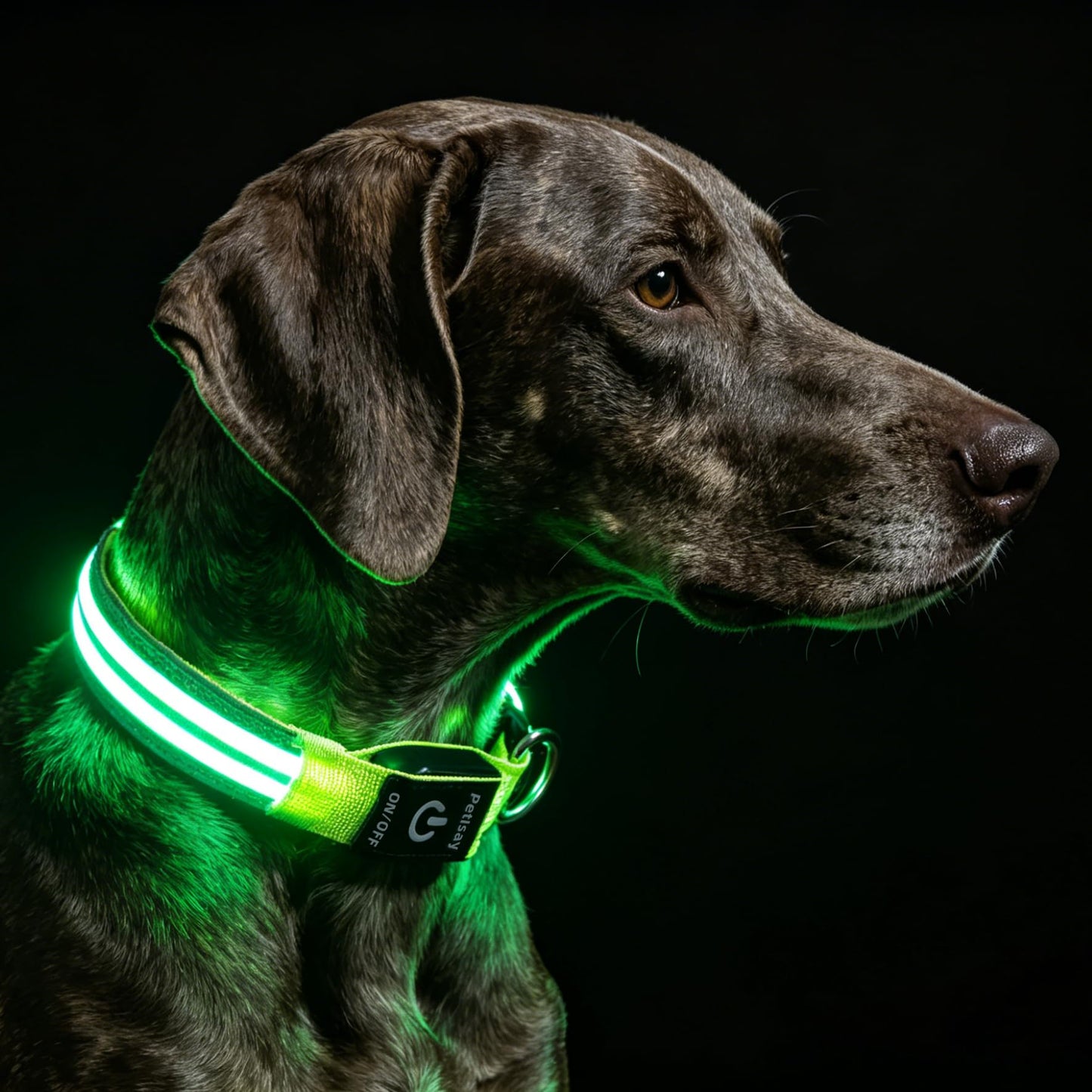 PetIsay Dog Light up Collar for Night Walking - High Visibility LED Dog Collar - Rechargeable - Waterproof - Reflective - Adjustable Lighted Glow Collars