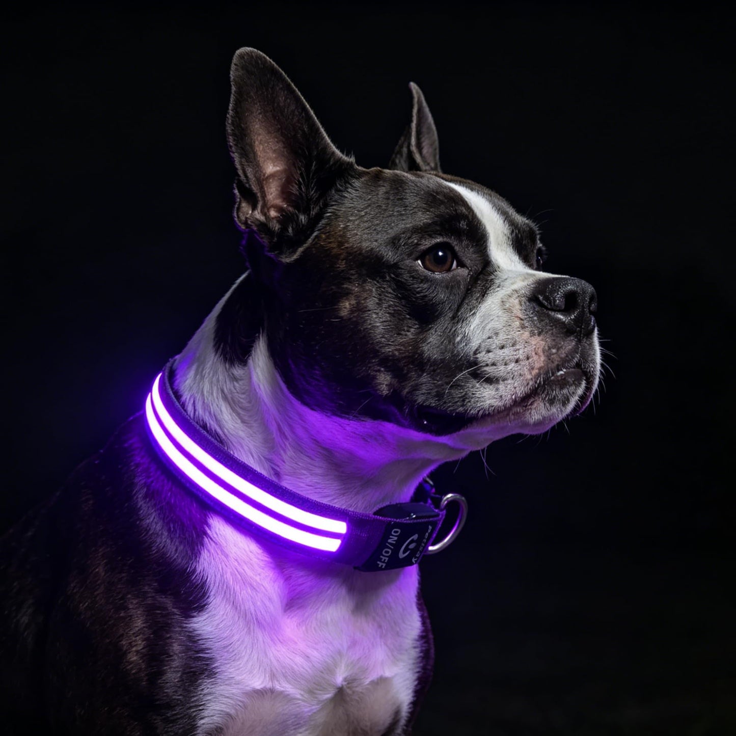 PetIsay Dog Light up Collar for Night Walking - High Visibility LED Dog Collar - Rechargeable - Waterproof - Reflective - Adjustable Lighted Glow Collars